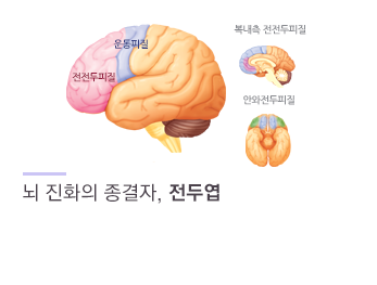 뇌 진화의 종결자, 전두엽