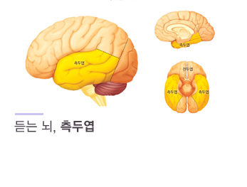 듣는 뇌, 측두엽