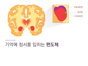 기억에 정서를 입히는 편도체